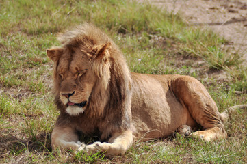 portrait of a male lion relaxing in the grass