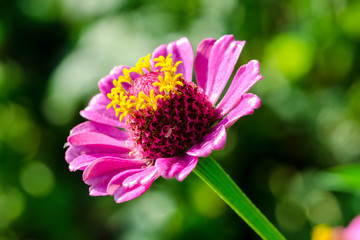 Pink zinnia