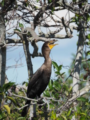 Kormoran in Florida