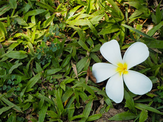 Flower on grass