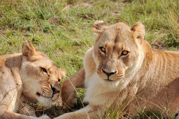 portrait of two female lions in the african savannah