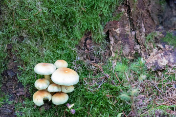 Mushrooms growing in the forest