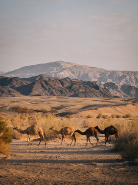 Wild camels on the Wadi Rum desert
