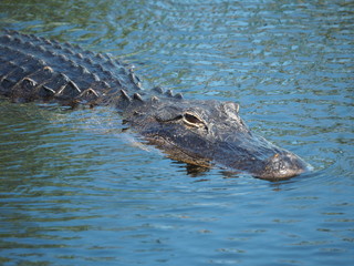Alligator in den Everglades in Florida