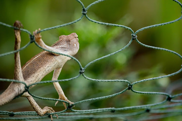 A light brown chameleon sticks on a rope of green lattice, with a green tree in the background.