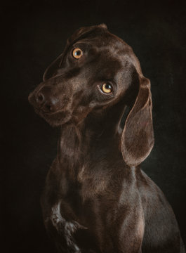 Portrait of brown Weimaraner with yellow eyes sitting on black background