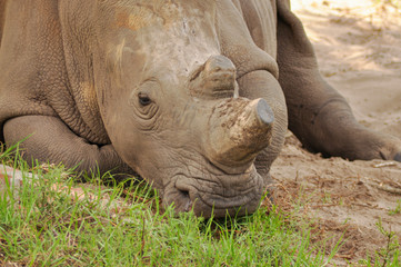 portrait of a rhino relaxing in the african savannah