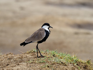 Spur-winged lapwing, Vanellus spinosus,