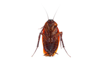 cockroaches standing on a white background
