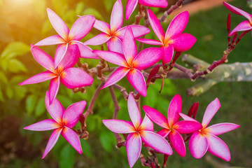 pink plumeria flower
