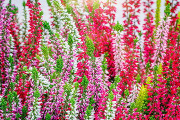 Erica gracilis flowers, close up. Other Flowering plant names - Erica Cape heath or Calluna...