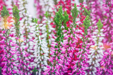 Erica gracilis flowers, close up. Other Flowering plant names - Erica Cape heath or Calluna...