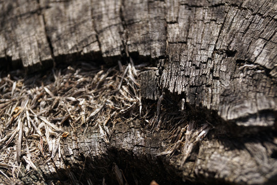 From above old stump of felled tree with dry cracked surface in forest