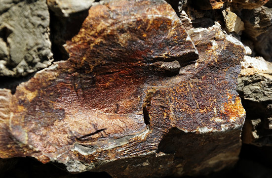Closeup of natural abstract lichen growing on bark of old tree