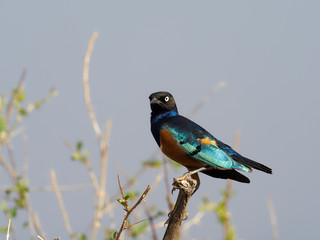 Naklejka premium Superb starling, Lamprotornis superbus