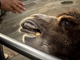 Camel in the aviary of the zoo watching the environment
