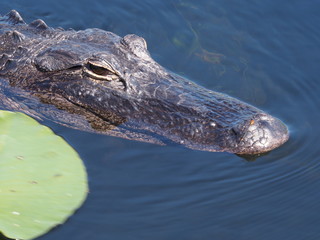 Alligator in den Everglades in Florida