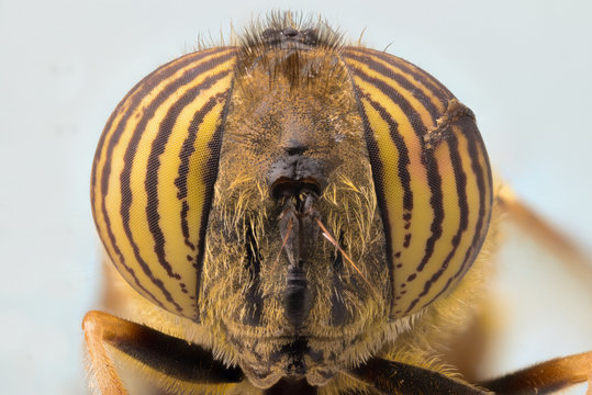 Closeup of magnified yellow striped eyes on head of exotic fly