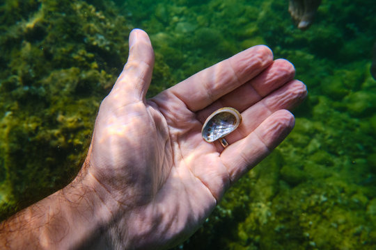 Crop male hand underwater holding little clam while diving in clear water of sea above green seabed