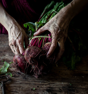 Crop person holding bunch of fresh organic beets with dirty hands on rustic wooden table