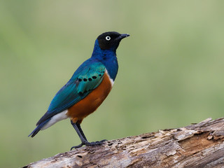 Superb starling, Lamprotornis superbus