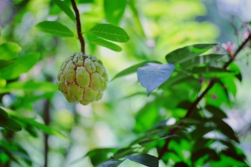 Custard apple on tree
