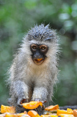 portrait of a wet vervet monkey eating some fruits