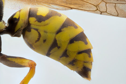 Close up of European hornet