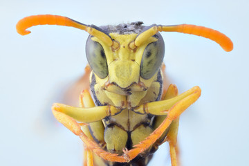 Close up of wasp insect