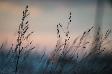 dry grass and blue sky