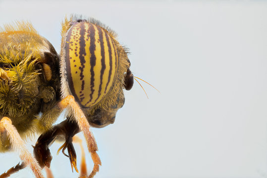 Close up of fly