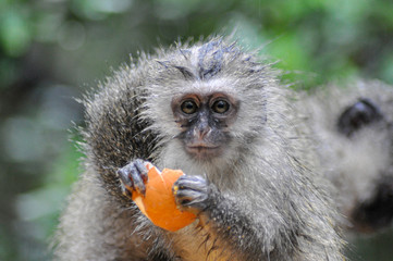 portrait of a wet vervet monkey eating some fruits