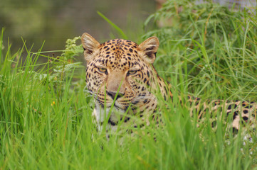 Portrait of a beautiful leopard relaxing in the grass