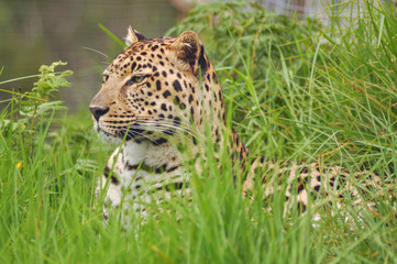 Portrait of a beautiful leopard relaxing in the grass
