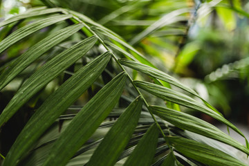 Creative tropical green leaves layout. Nature summer concept. Tropical jungle palm foliage