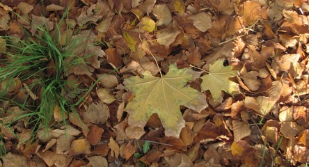 dry maple leaves and grass in autumn