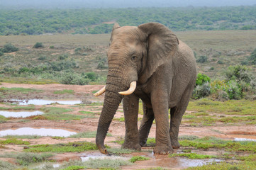 a big male elephant in the savannah of Addo Elephant National Park