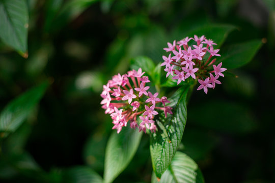 Image of beautiful pink pentas lanceolata flower in bloom. Egyptian Star Cluster flowers with green leaves in the garden