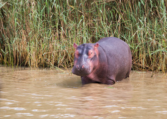 Young Hippopotamus standing in shallow water with it's body visible looking at the camera.