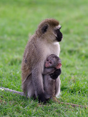 Vervet monkey, Ceropithecus aethiops