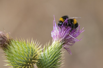 Bumble bee sitting in a blossom and collecting nectar