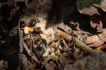 Bumblebee taking a sun bath