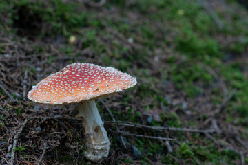 Fly agaric in the Bavarian forest