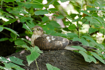 Sittin bird on branch