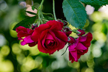 red rose in garden