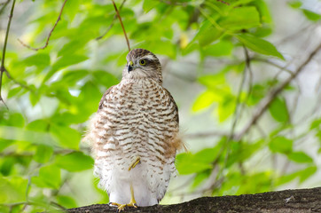 Hawk chick