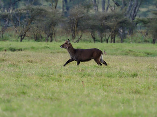Waterbuck, Kobus ellipsipymaus