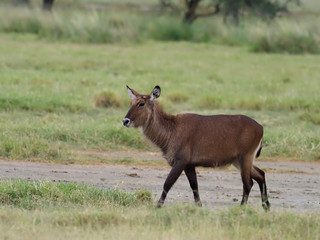 Waterbuck, Kobus ellipsipymaus