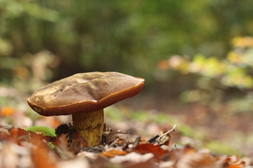 Tylopilus felleus - Gemeiner Gallenröhrling - Verwechslungsgefahr mit Steinpilz
