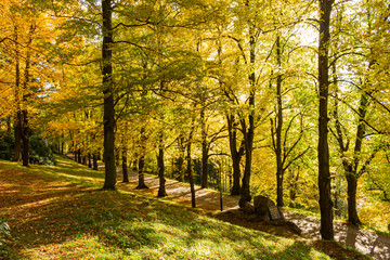 Fototapeta premium Piękna poranna scena w lesie z promieniami słońca i długimi cieniami